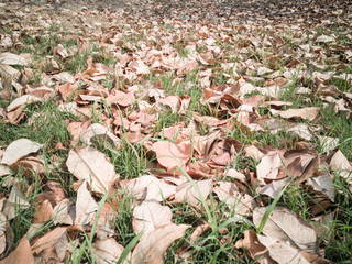 dry brown falling leaves on ground at walkways through the forest
