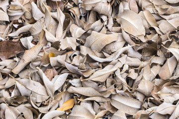 dry brown falling leaves on ground at walkways through the forest