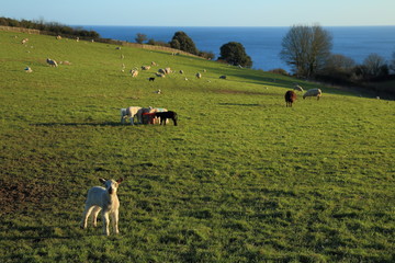 Young lambs grazing on farmland on the hill with sea in background  near village of Beer in Devon