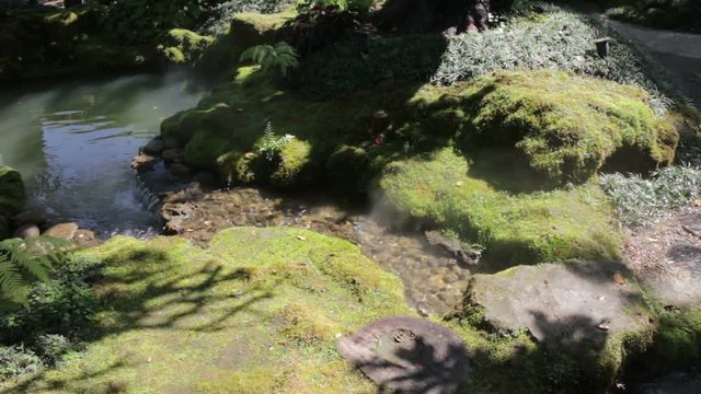 Moss covered rock in display garden, stock video