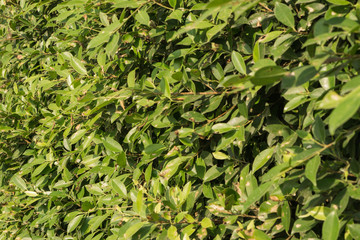 green leaves background, texture leaves of tree, tree leaves is background