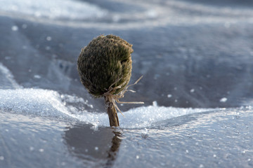 Wither plant like tree with roots frozen inside Baikal ice , macro-landscape, macro photography