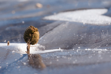 Wither plant like tree with snow heart on Baikal ice , macro-landscape, macro photography