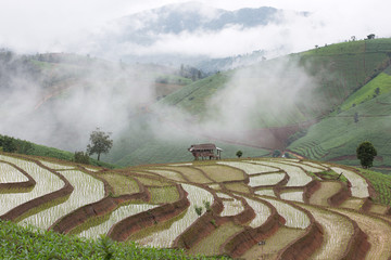 green terraced rice field with fog in the morning at Chiangmai Thailand