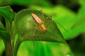Lynx spider, Aarey Milk Colony , INDIA