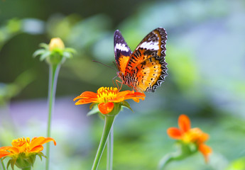 Fototapeta na wymiar butterfly and orange flower