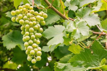 close-up of unripe white grapes growing on vine
