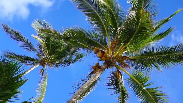 Film of caribbean palm trees low angle view