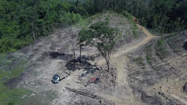 Deforestation. Logging of rainforest. Forest destroyed for oil palm industry