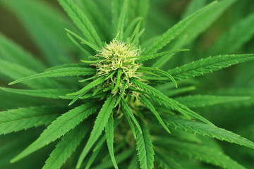 marijuana plant background