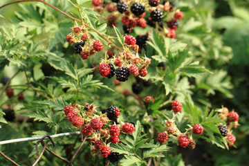 blackberry plant with fruits
