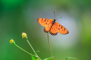Obraz premium Orange butterfly on flower. The Tawny Caster