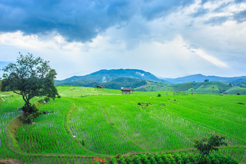 Fototapeta na wymiar green terraced rice field at Chiangmai Thailand