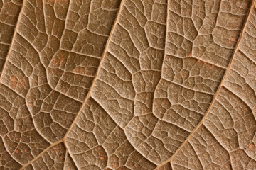 closeup of brown dried leave texture