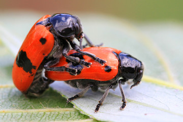 two orange beetles are having sex