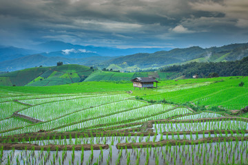 green terraced rice field at Chiangmai Thailand