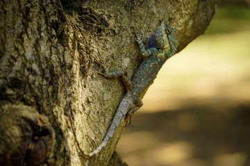 Fototapeta premium chameleom Climbing on a natural tree.