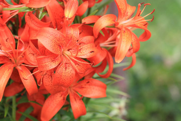 orange lilly flowers