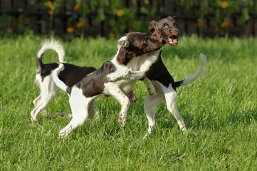 Puppies play and run against the background of green grass