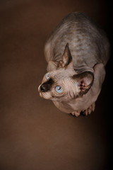 Cat with blue eyes of Sphinx breed sits on brown background