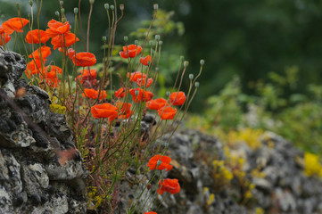 Red poppies on an old stone wall