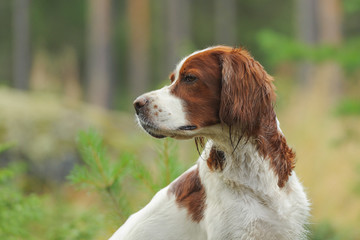 Dog portrait on green background