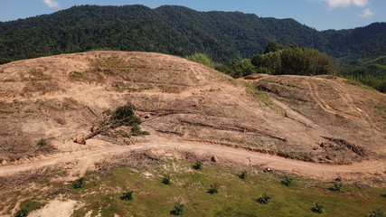 Fototapeta na wymiar Deforestation. Logging of rainforest. Forest destroyed for oil palm industry