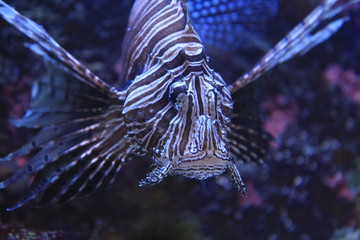 Fototapeta na wymiar lionfish in the sea water
