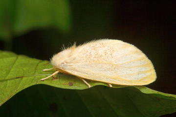 Moth , Aarey Milk Colony , INDIA