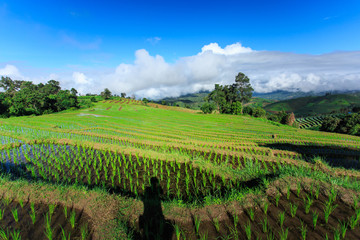 Fototapeta na wymiar green terraced rice field with blue sky at Chiangmai Thailand