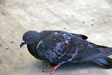pigeon standing on the wooden floor. it is a stout seed or fruit eating bird with a small head, short legs, and a cooing voice, typically having gray and white plumage.