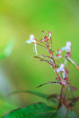 dew drops on grass flower, concept for fresh air in the morning, Chiangmai Thailand