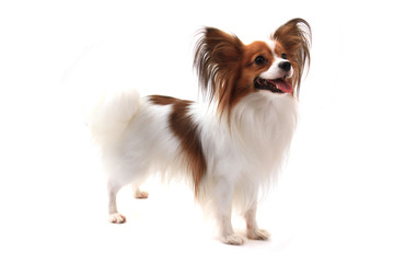 papillon dog isolated