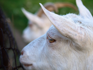 goat head close-up