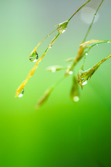 dew drops on grass flower, concept for fresh air in the morning, Chiangmai Thailand