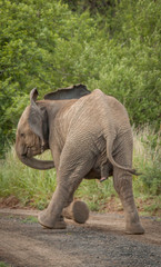 Fototapeta premium The Mighty Elephant
