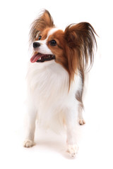 papillon dog isolated