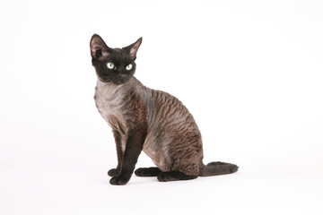 cat breed Devon Rex animal mammal home breeding predator eyes paws tail gray black eyes green white...