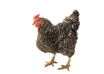 chicken isolated