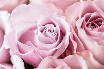 Fototapeta na wymiar Lilac garden rose. Bouquet flowers of roses in glass vase. Shabby chic home decor. Morning dew - variety. Wallpaper