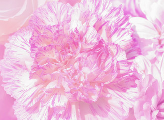 Beautiful carnation flower in soft and blur style for background