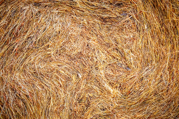 Golden straw texture