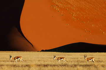 Three springbok walking from left to right over grassland with a big red sand dune in the...