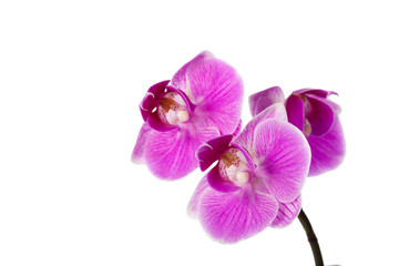 orchid isolated on white