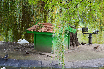 Naklejka premium Swan poses in the park