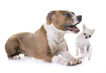 american staffordshire terrier and puppy