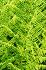 green fern plant texture