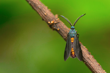 Moth , Unidentified , Aarey Milk Colony , INDIA