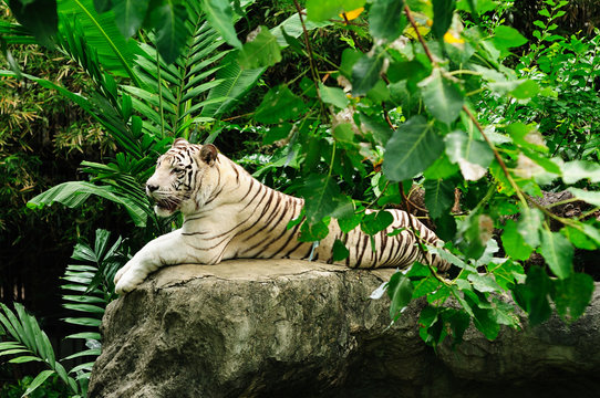 White Tiger or Bleached tiger on rock in zoo. Horizontal color image.