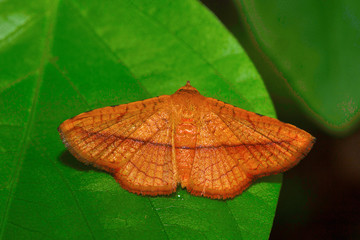 Moth , Unidentified , Aarey Milk Colony , INDIA